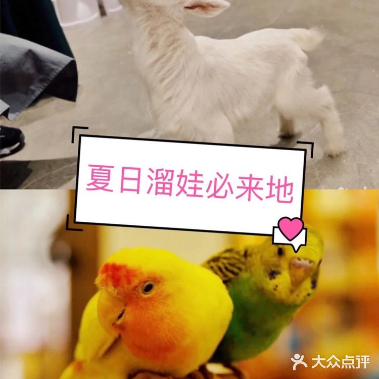 这家萌宠乐园也太棒了吧，还可以抱抱小动物！