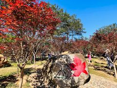 -广州市帽峰山景区