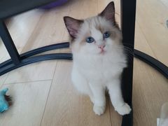 -老吴的猫·猫舍(新区店)