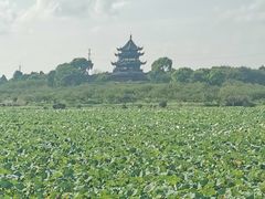 -上海海湾国家森林公园