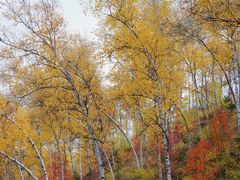 -塞罕坝国家级自然保护区