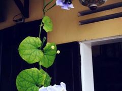 -会安古镇
