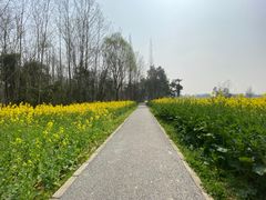 -桤木河湿地公园