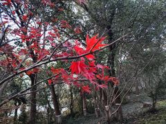 -上海市保健医疗中心