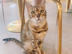 -飞行喵MR PILOT|猫舍·猫咖(静安大融城店)