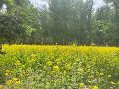 -长白岛森林公园
