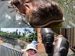 -海南热带野生动植物园