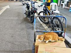 -溪岸路花鸟市场