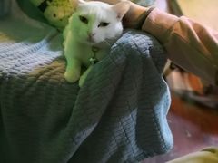 -李小姐の猫咖啡馆(五角场店)