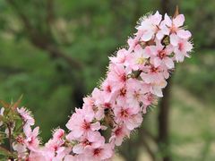-国家植物园