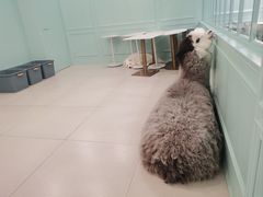 -安格丽娜·狗咖·猫咖羊驼咖(春熙路百盛商场店)