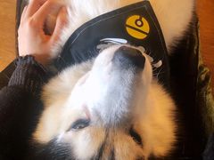 -Husky Go! 哈士奇体验馆·宠物咖啡厅狗咖