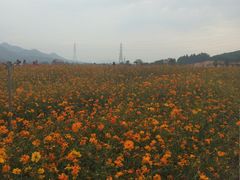 花海-美的鹭湖森林度假区