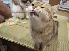 -滚猫咖啡·猫咖·猫友好撸猫(未来城店)