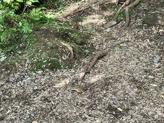 -汤旺河林海奇石景区