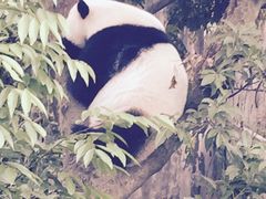 -成都大熊猫繁育研究基地