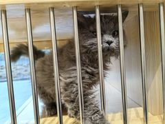 -PETKIT 小佩宠物·德文赛凯猫舍