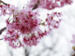 -顾村公园