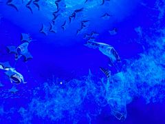 -海合安武汉极地海洋公园