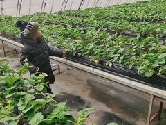 -甜心庄园·甜心草莓采摘园(西青中北店)