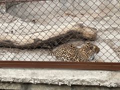 -大连森林动物园