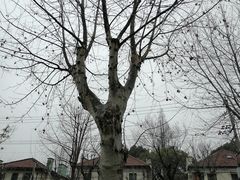 -上海市肺科医院(延庆路门诊)
