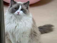 -FAELING PETS美天灵宠物(富力广场店)