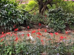 -广州长隆飞鸟乐园