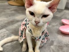 -楼上猫咖(罗湖店)