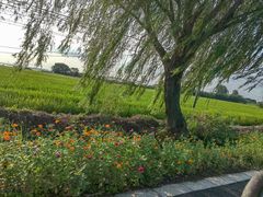 -莲花岛景区