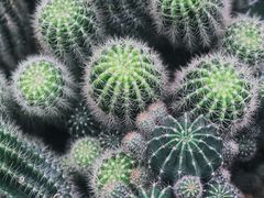 -深圳仙湖植物园