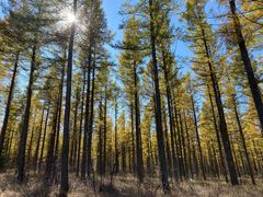 -塞罕坝国家级自然保护区