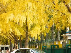 -三里屯东五街银杏大道