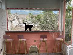 -喵屿·大理花园猫咖