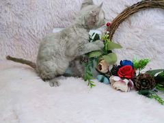 -十年猫舍·猫咪专门店(普陀店)