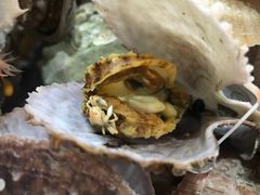 -大锅强·蒸海鲜青岛菜(吾悦广场店)