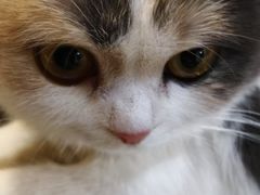 -瑞派福兴宠物医院犬猫全科·骨科·中西医结合(河东店)