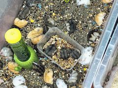 -溪岸路花鸟市场