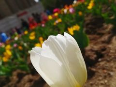 -长春公园(普阳街道)