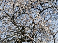 -桃花堤公园