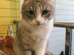 -猫儿山۰猫主题餐厅
