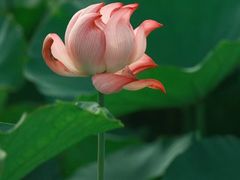 -梁鸿国家湿地公园