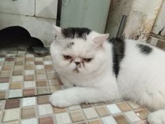 -Cappucimeow猫咪咖啡馆(韦伯时代店)