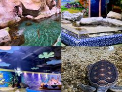 -顺德南宏海立方海洋公园