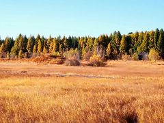 -塞罕坝国家级自然保护区
