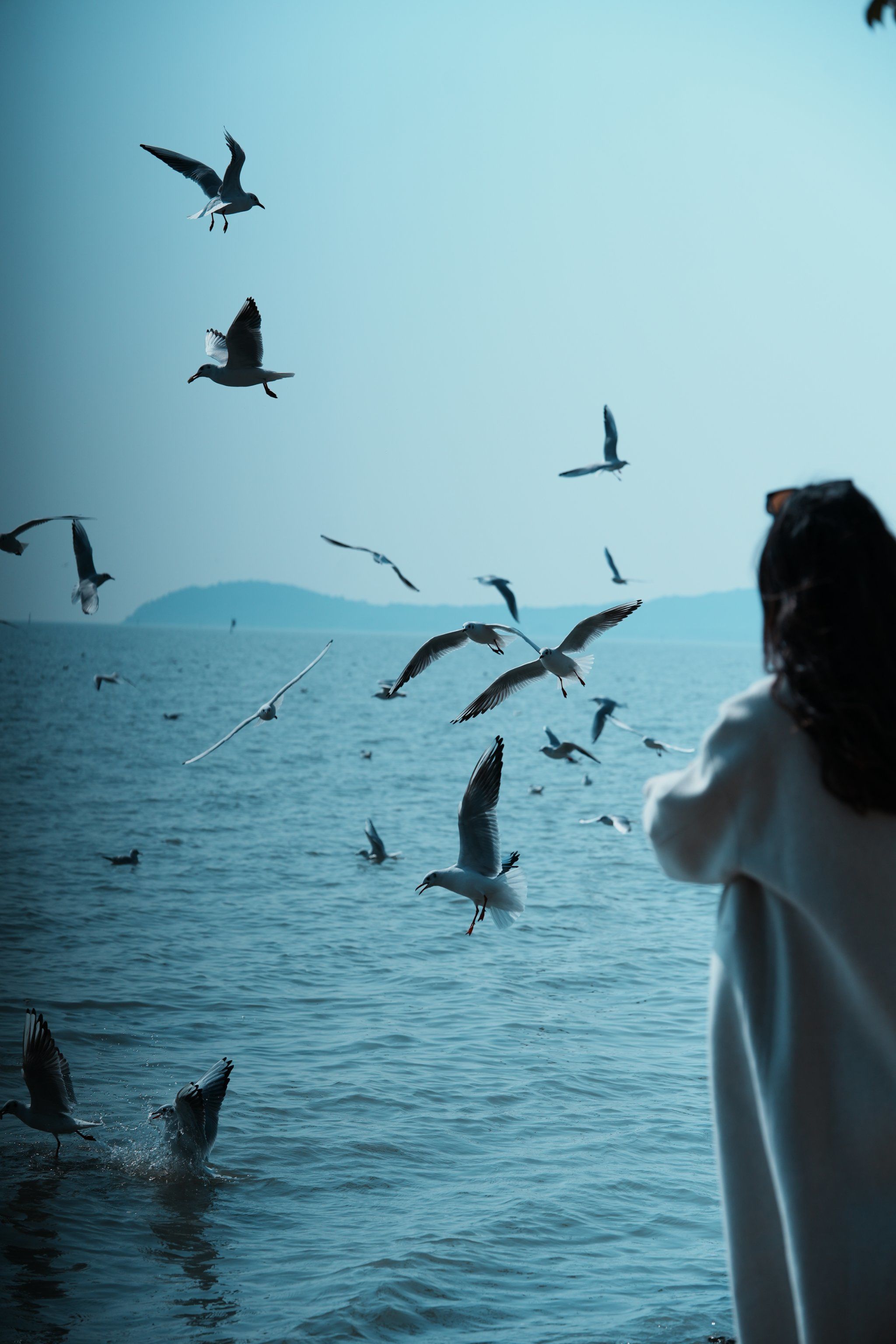 苏州太湖边喂海鸥🌊