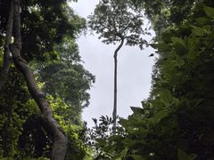 -西双版纳原始森林公园
