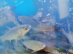 -淘米捞·米汤脆鲩鱼火锅(福田皇岗店)