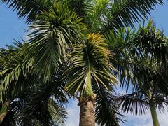 -深圳仙湖植物园