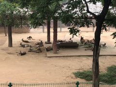 -石家庄市动物园